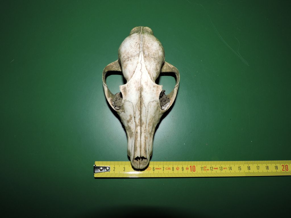 Identificazione cranio